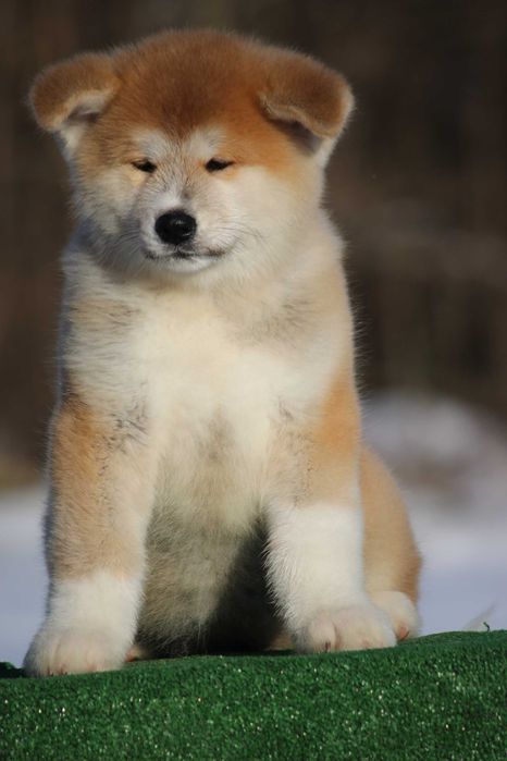 Цуценята Акіта іну від чемпіонів