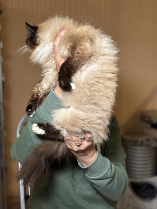Котейки  в добрые руки