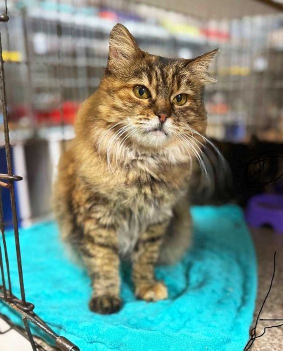 Лагідна домашня киця Марфуша шукає новий дім ! кішка кіт кошеня