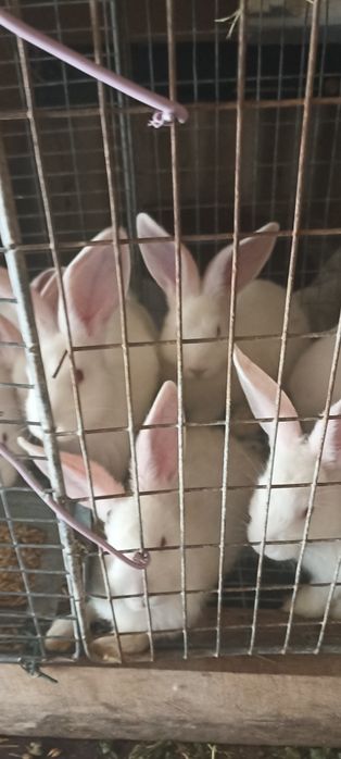 Продам кроленнят Каліфорнійці