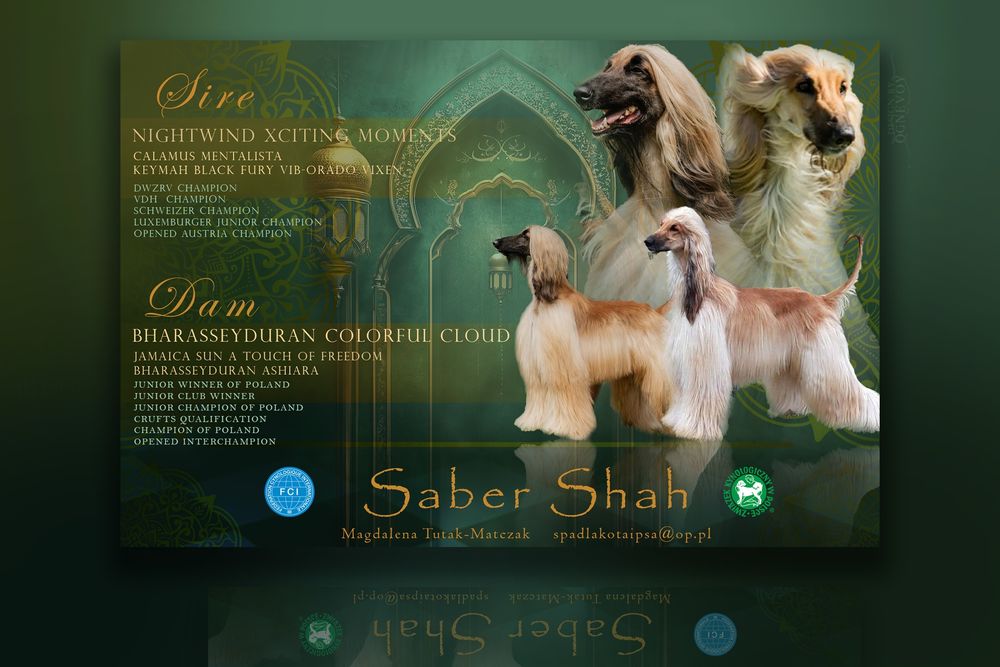 Chart afgański suczka