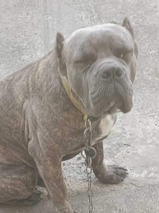 Продам собаку породи кане корсо