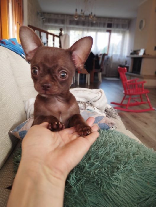 Вʼязка чихуахуа хлопчик 8 років шукає подругу