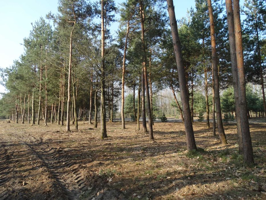 Działki budowlane, rekreacyjne Łukawska Wola - Widok 4