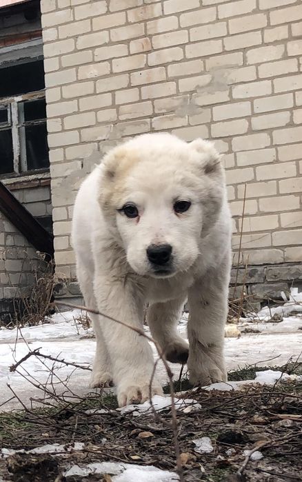Среднеазиатская овчарка  Алабай