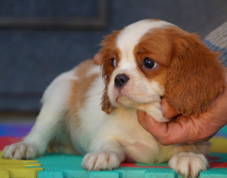 Кавалер Кинг Чарльз Спаніель КСУ