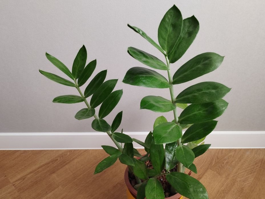 Заміокулькас з глянцевим листям від 250 грн