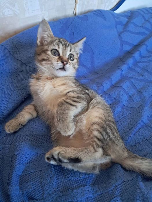 Маленькая радость