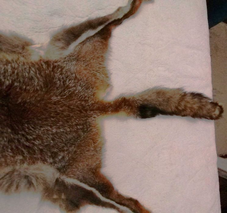 Pele de Raposa ,com carimbo