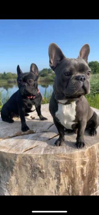 Вязка французьких бульдогів Львів