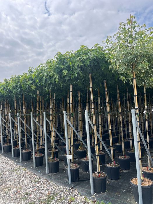 Ambrowiec Amerykański GUMBAL