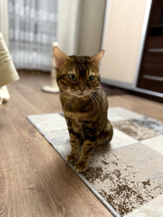 Вязка бенгальского кота