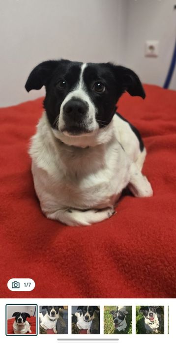 Młody niskopodłogowy samiec