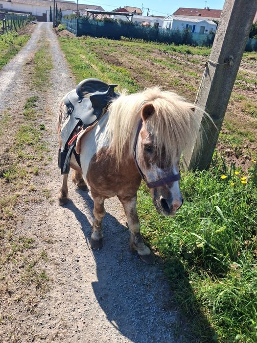 Casal  de póneis montados e engatados