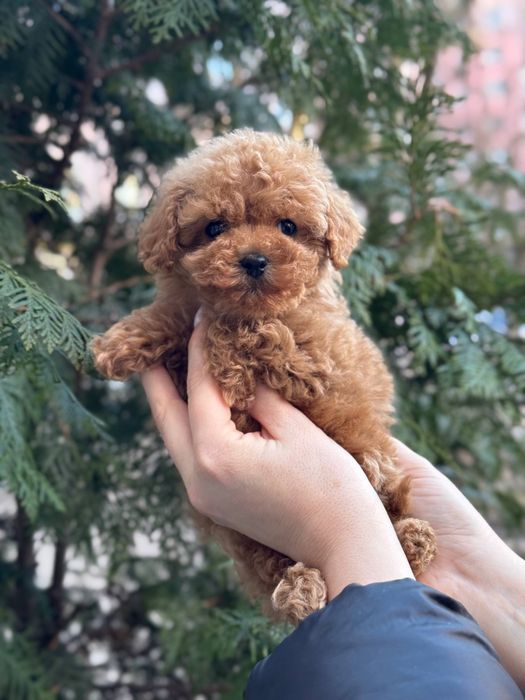 Мальтіпу міні дівчинка