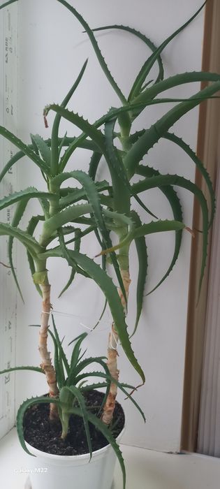 Продам Столетник алое