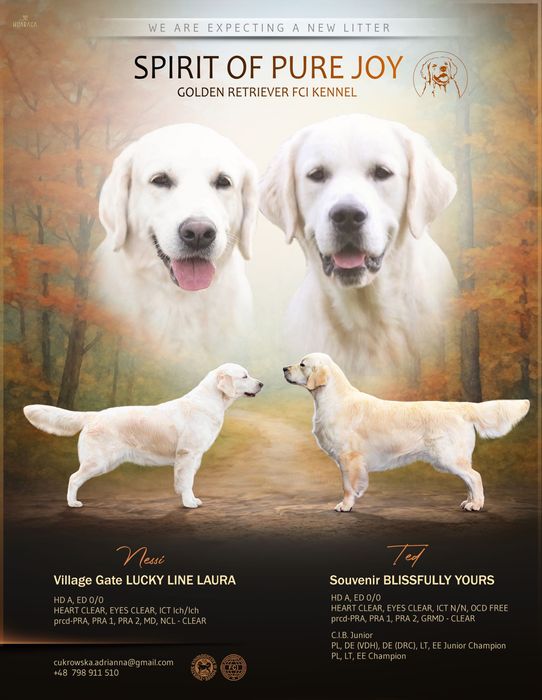 szczeniak Golden Retriever ZKwP FCI ZAPOWIEDŹ MIOTU