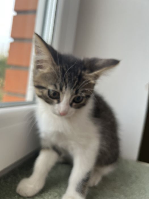 Маленькі котики, кошенята шукають дім