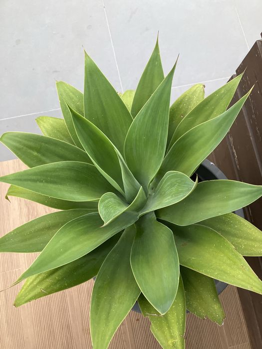 Vaso com planta agave media grande