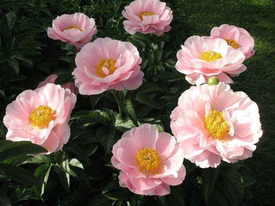 Пиони кустики деленки