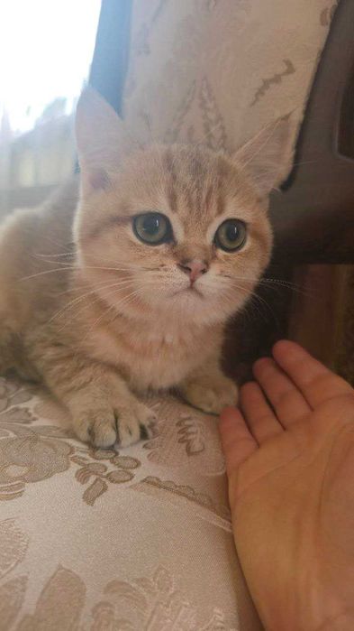 Золотий зеленоокий красунчик