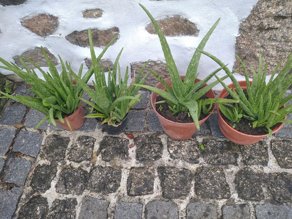 Alô e verá em vaso