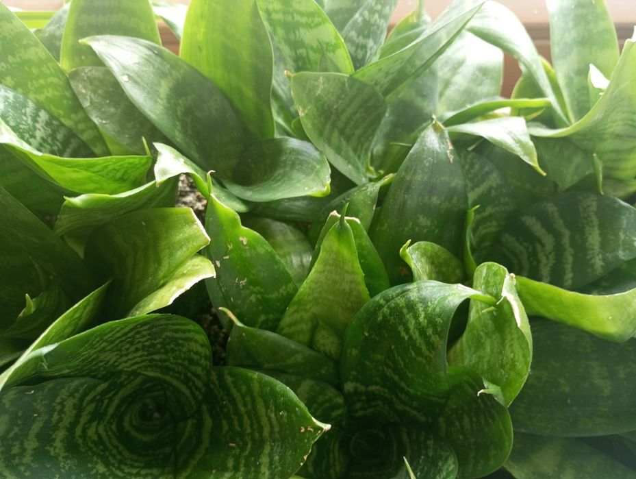 Sadzonka sansewieria 1 sztuka