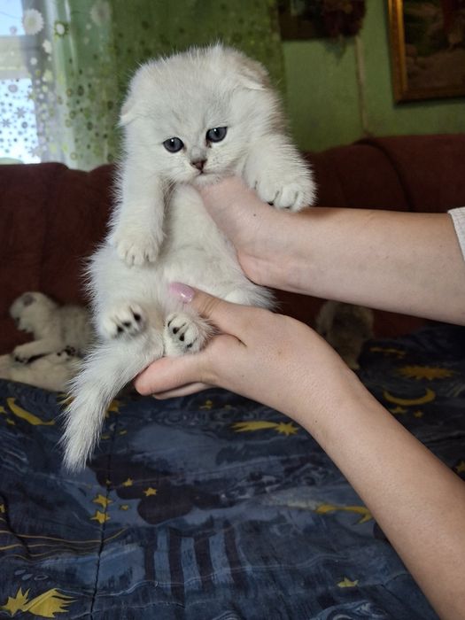 В'язка з британцем шиншила