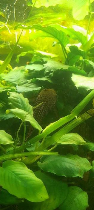 Anubias - roślinka akwariowa