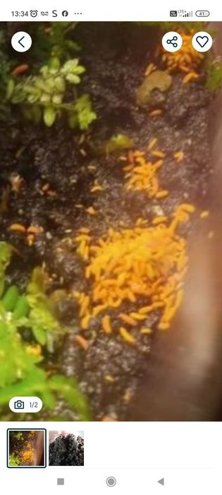 Czerwone skoczogonki yuukianura aphoruroides