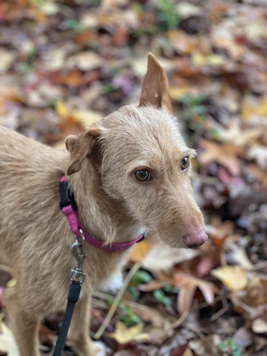 PALHA - cadela para adoção responsável