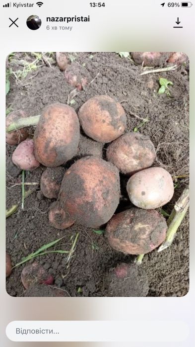 Домашня картопля