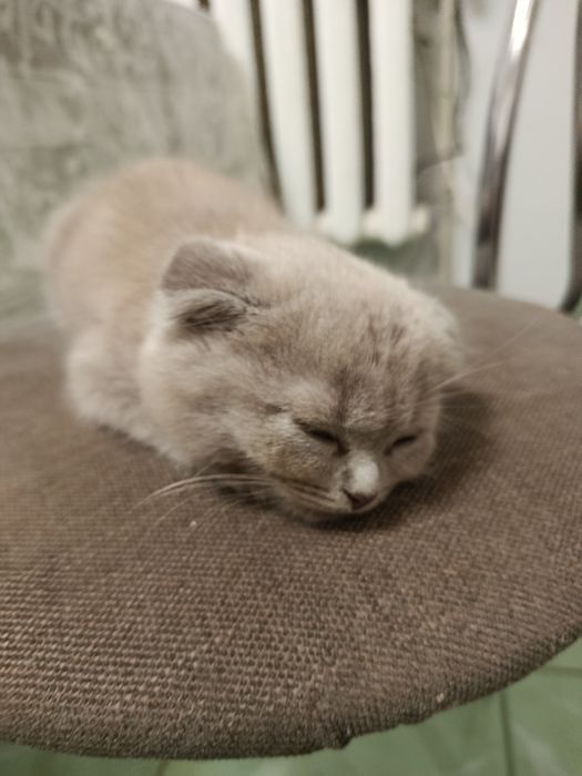 Шукає родину висловухий хлопчикик