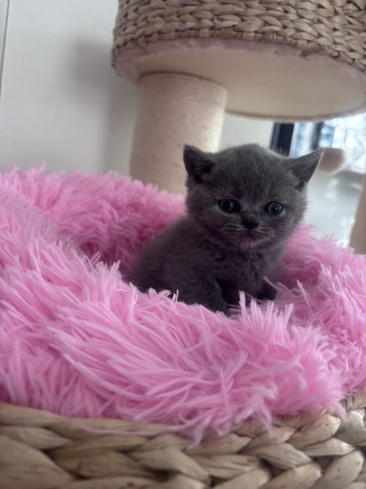 Koty brytyjskie niebieskie