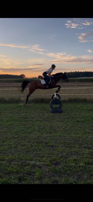 Na sprzedaż klacz wielkopolska, 5 lat