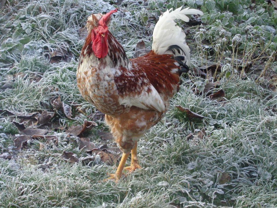 Jaja legowe czubatki. Drób ozdobny