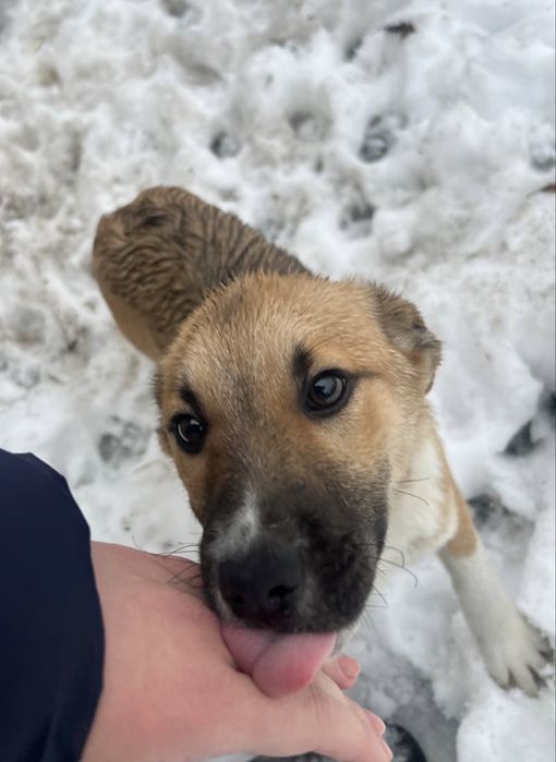 Маленька собака/ песик шукає дім