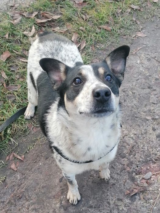 WIKI młoda łagodna suczka szuka domu