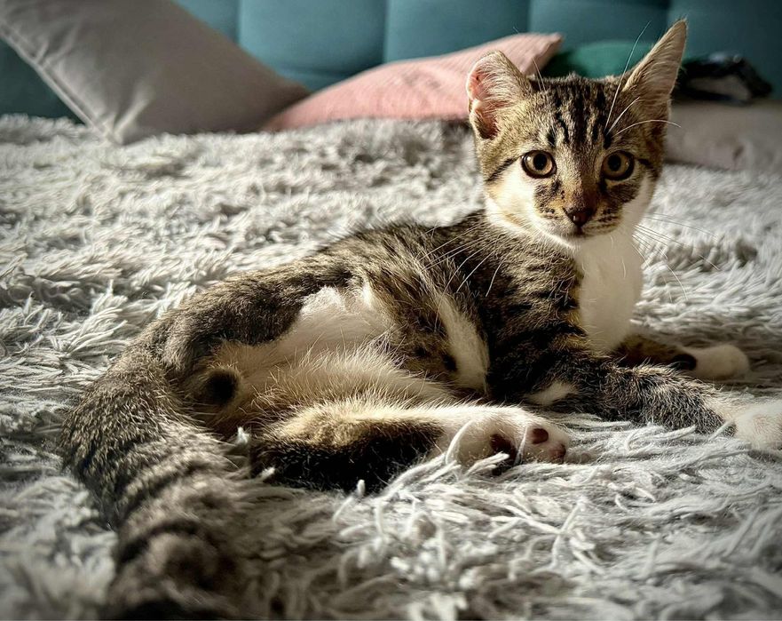 Mały Lufcik stracił łapkę i pół uszka… czy ktoś go pokocha?