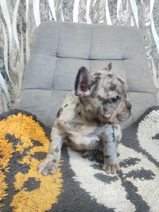 В пошуках родини