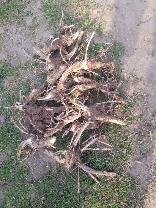 Chrzan polski sadzonki