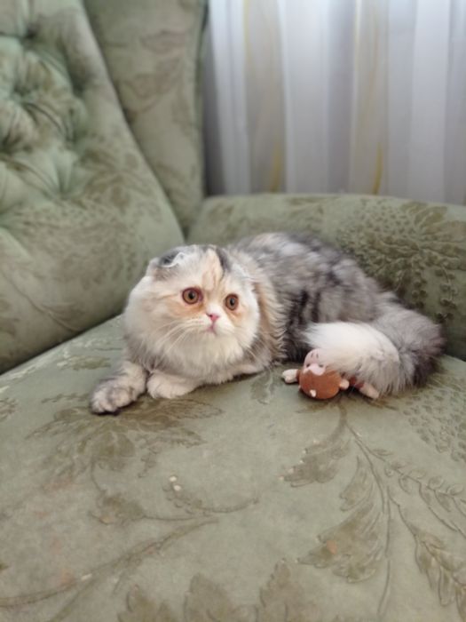 Продается шотландская кошечка