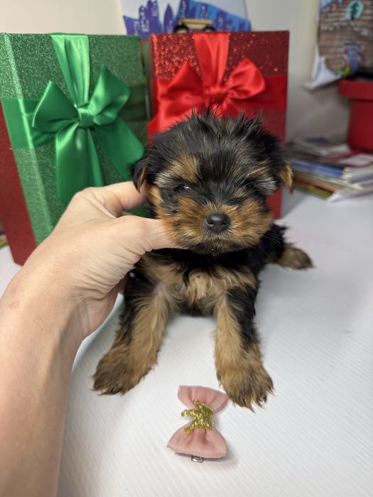 Маленькі йорк терєр