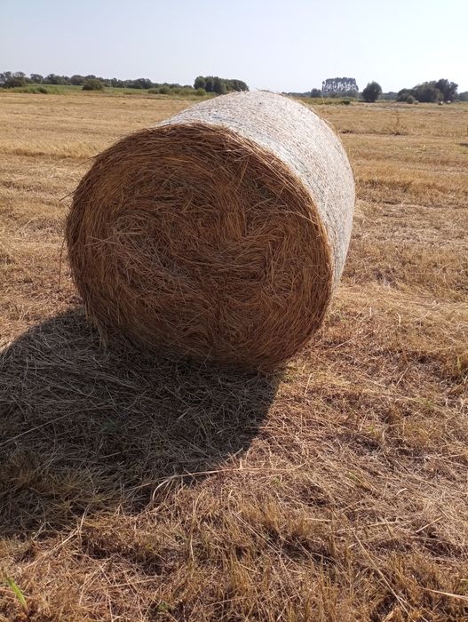 Rolos   de  feno