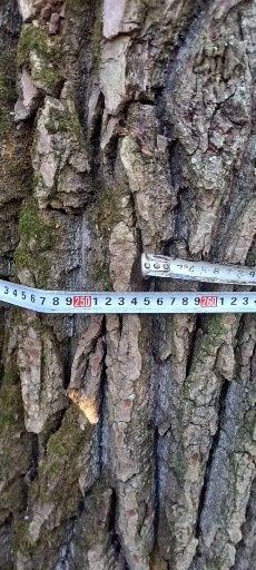 Продам дерево ясокори