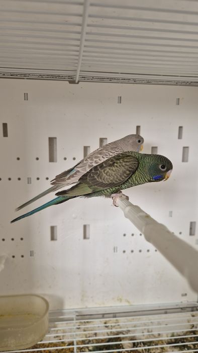 Casal periquitos blackface asa negra