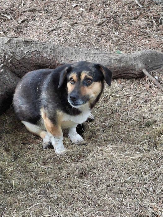 Mały młody Mikuś szuka domu