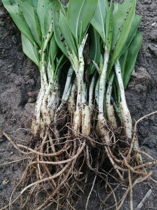 Czosnek niedźwiedzi cebulki 55 sztuk