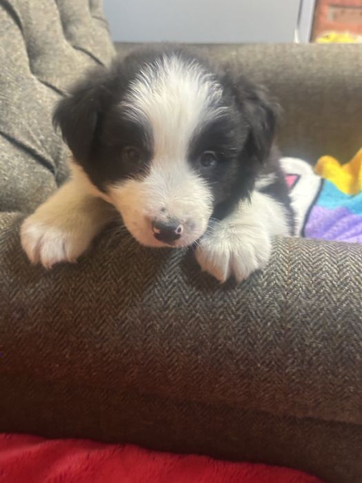 Border collie piesek