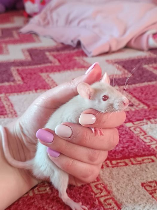 Подарую щуренят,крисенята хлопчики